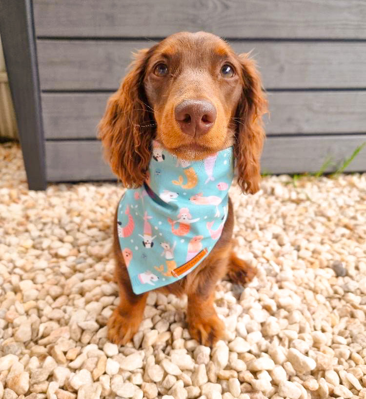 "The Little Mer-pup" Dog bandana