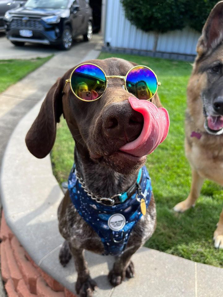 "Rainbow" pet sunglasses